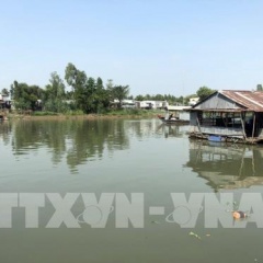 Cá nuôi lồng bè trên sông Cái Vừng - An Giang chết hàng loạt